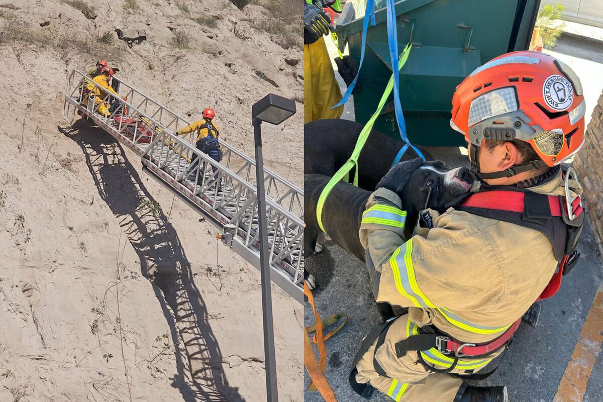 Bomberos Tijuana rescata a dos perros atrapados en cerro cerca del bulevar Clouthier
