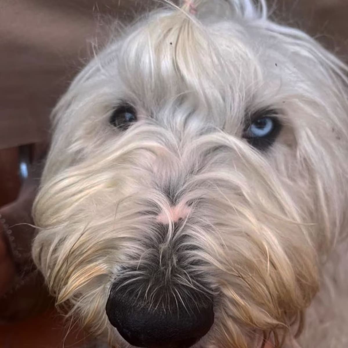 Bartola, perrita, de Luisa María Alcalde, presidenta de Morena.