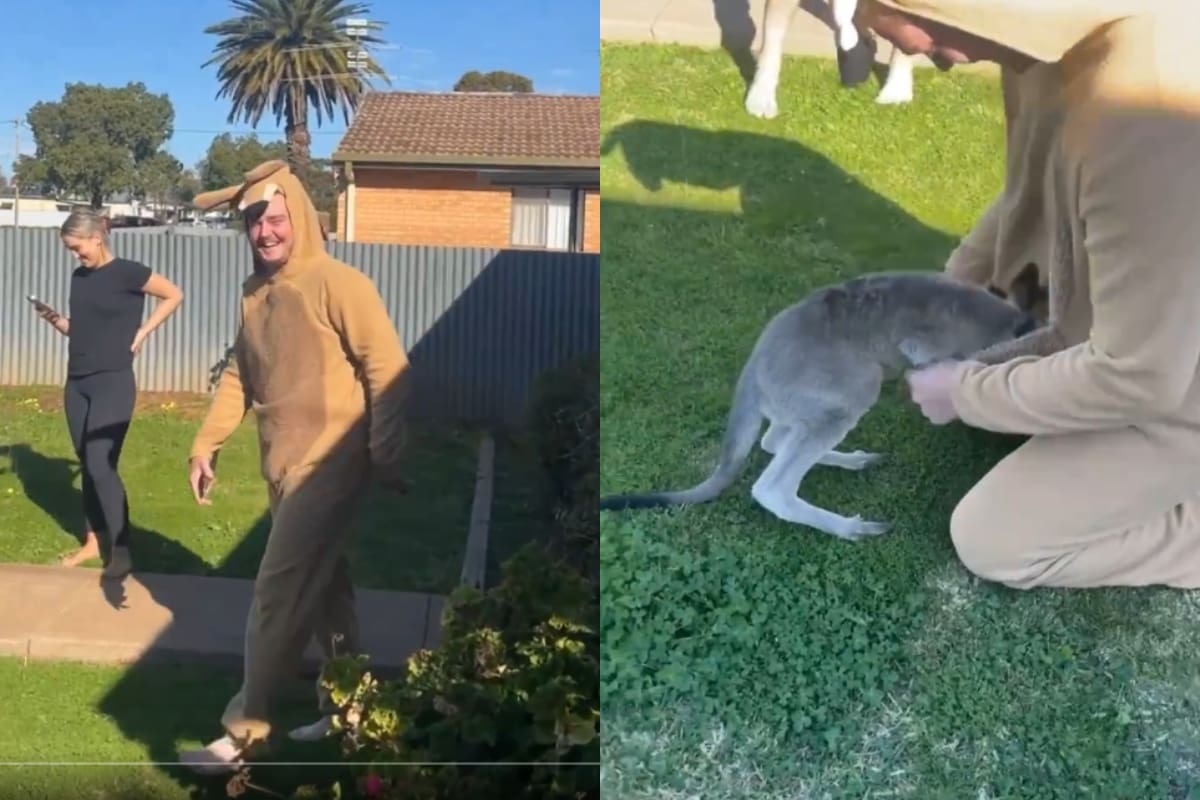 Joven engaña a un bebé canguro con un disfraz y el resultado se vuelve viral (VIDEO)