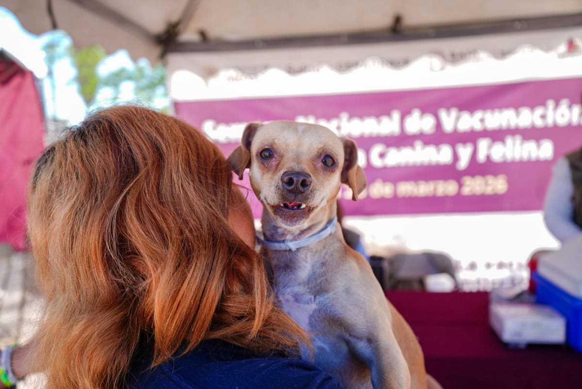 Más de 1.1 millones de vacunaciones y 96 mil 500 esterilizaciones caninas y felinas en lo que va de la administración. Foto: Cortesía