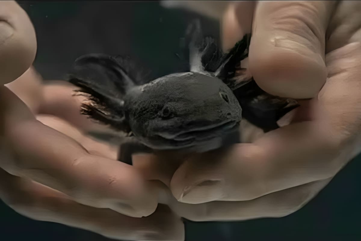 Encuentran en Querétaro al ajolote del Altiplano, especie no vista en 15 años