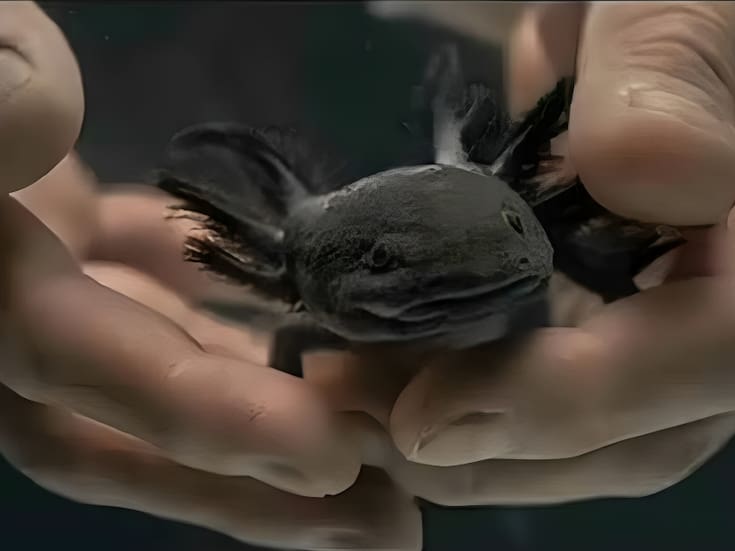 Encuentran en Querétaro al ajolote del Altiplano, especie no vista en 15 años