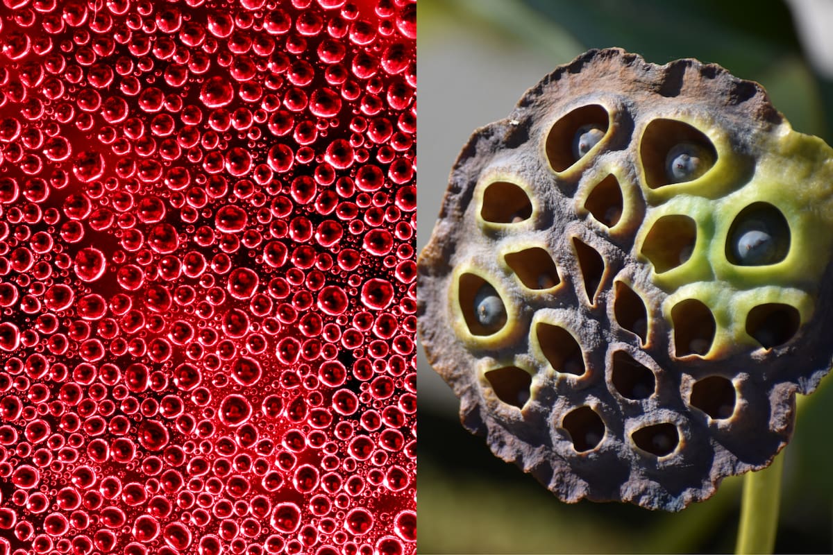 La fobia a los patrones de pequeños agujeros es más común de lo que crees