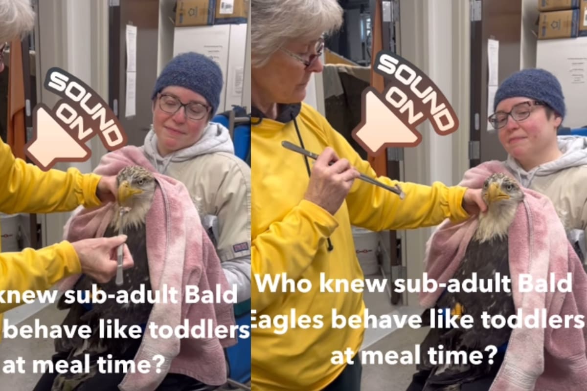 Veterinaria impresiona en redes al alimentar a un águila adulta en la boca, como si fuera un niño