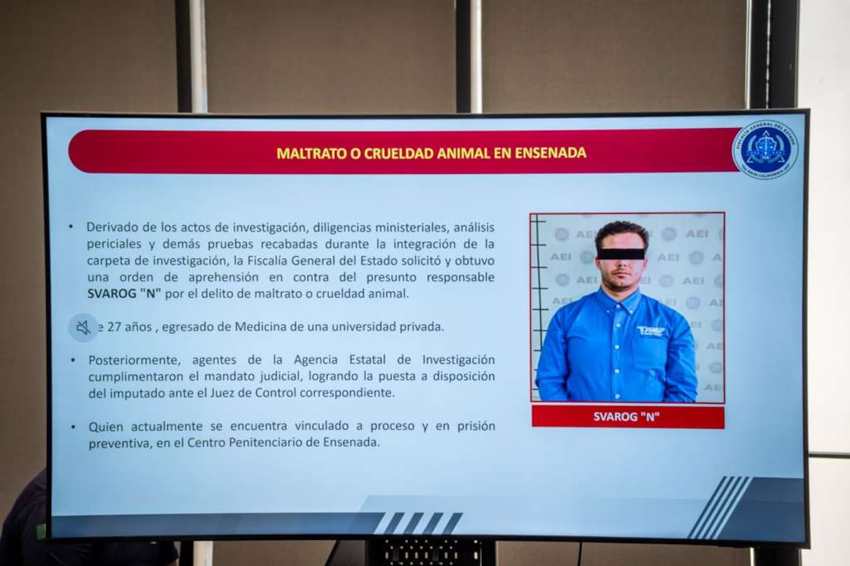 La FGE informó que se solicitará la pena máxima contra Svarog “N” en Ensenada y aseguró que no habrá impunidad en el caso del gato torturado en Tijuana. Foto: Border Zoom