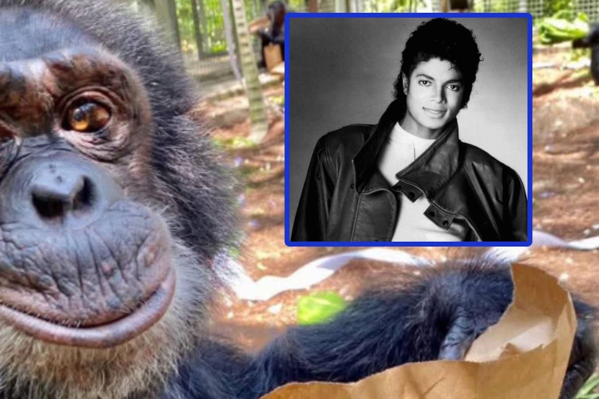 Qué fue de Bubbles, el chimpancé que Michael Jackson rescató de la muerte y ahora tiene 43 años