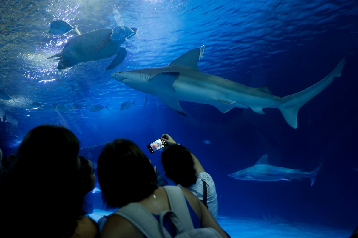 El mayor acuario de Europa nombró a uno de sus tiburones grises como Ferran Torres