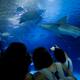 El mayor acuario de Europa nombró a uno de sus tiburones grises como Ferran Torres