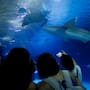 El mayor acuario de Europa nombró a uno de sus tiburones grises como Ferran Torres