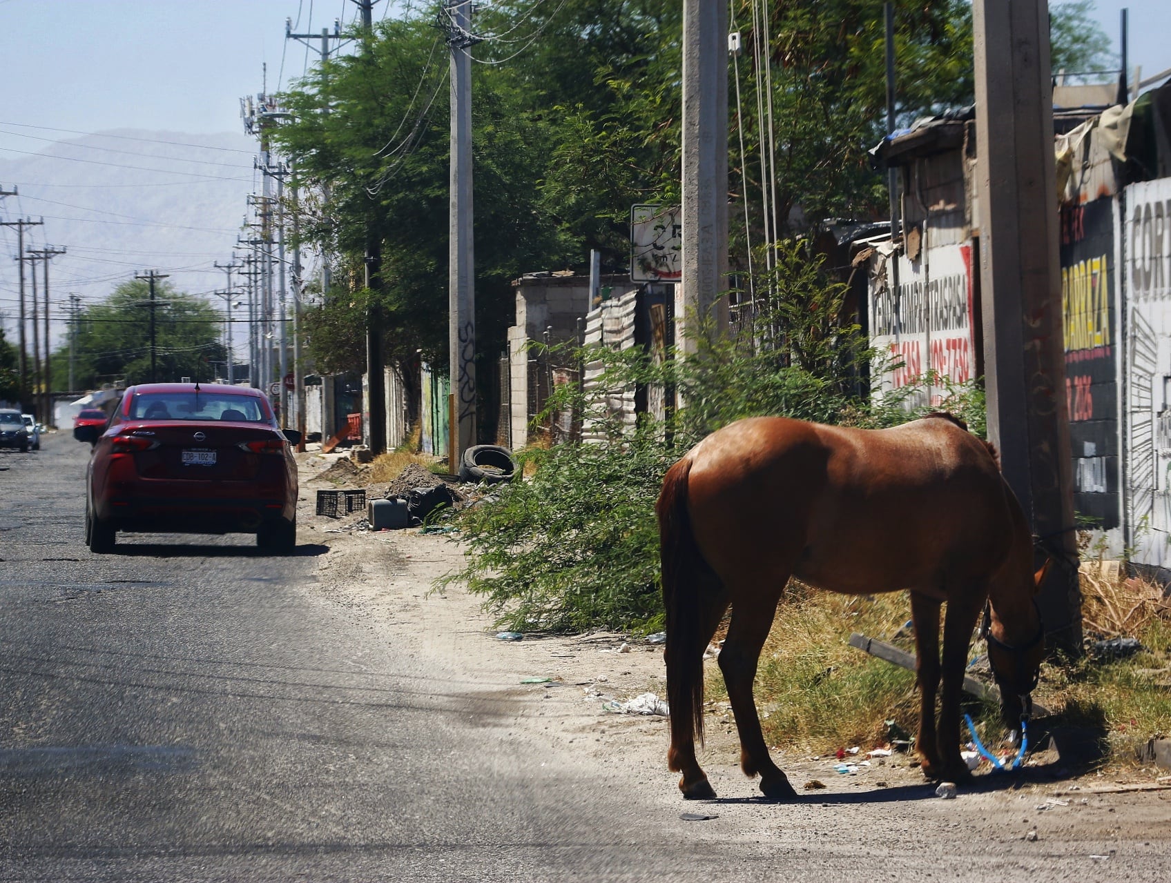 Un caballo permanece atado a un poste sobre la calzada Gómez Morín, en el fraccionamiento Casa Magna de Mexicali. La escena llamó la atención de automovilistas y vecinos que transitaban por la zona. (Foto: Saúl Martínez)