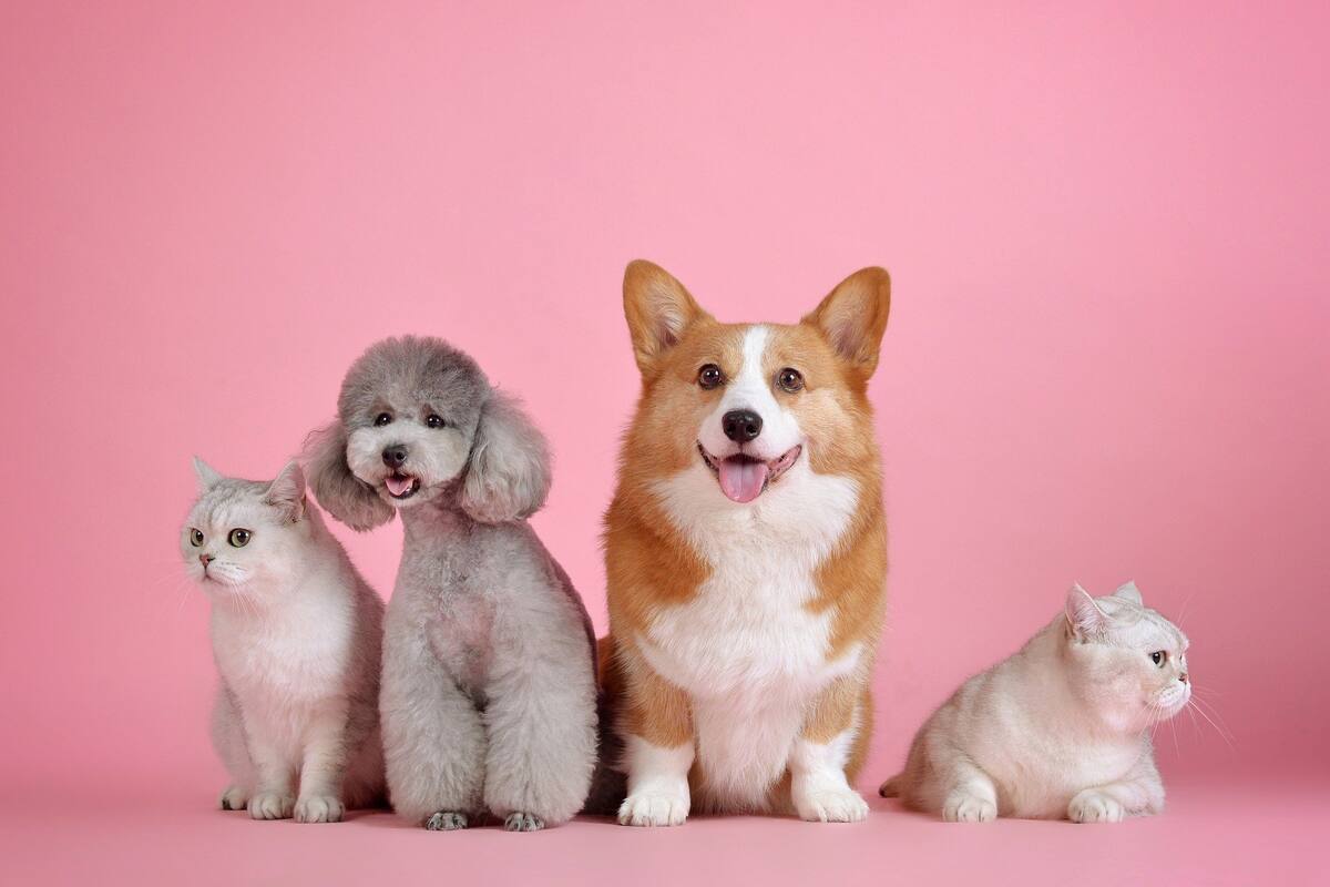 Sin perros ni gatos; Irán quiere prohibir las mascotas al considerarlas "peligrosas e impuras"