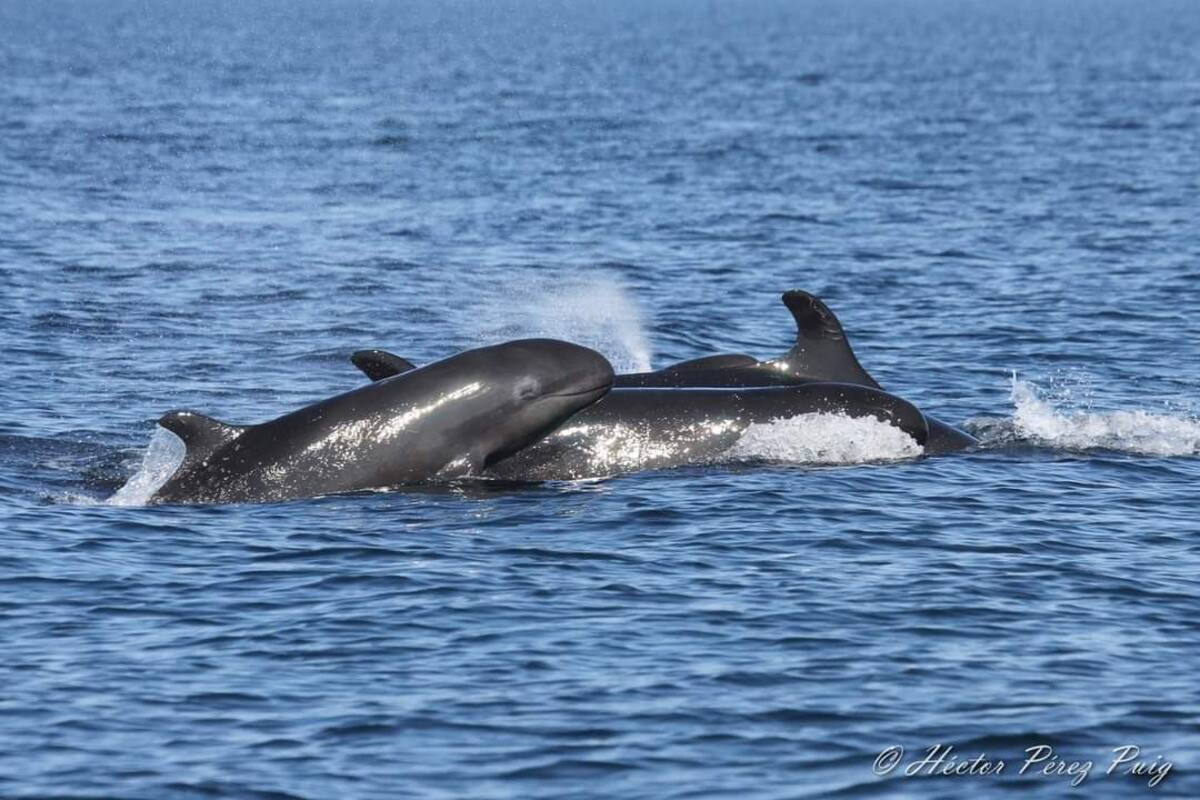 Reportan avistamiento de 90 orcas falsas en Bahía de Kino