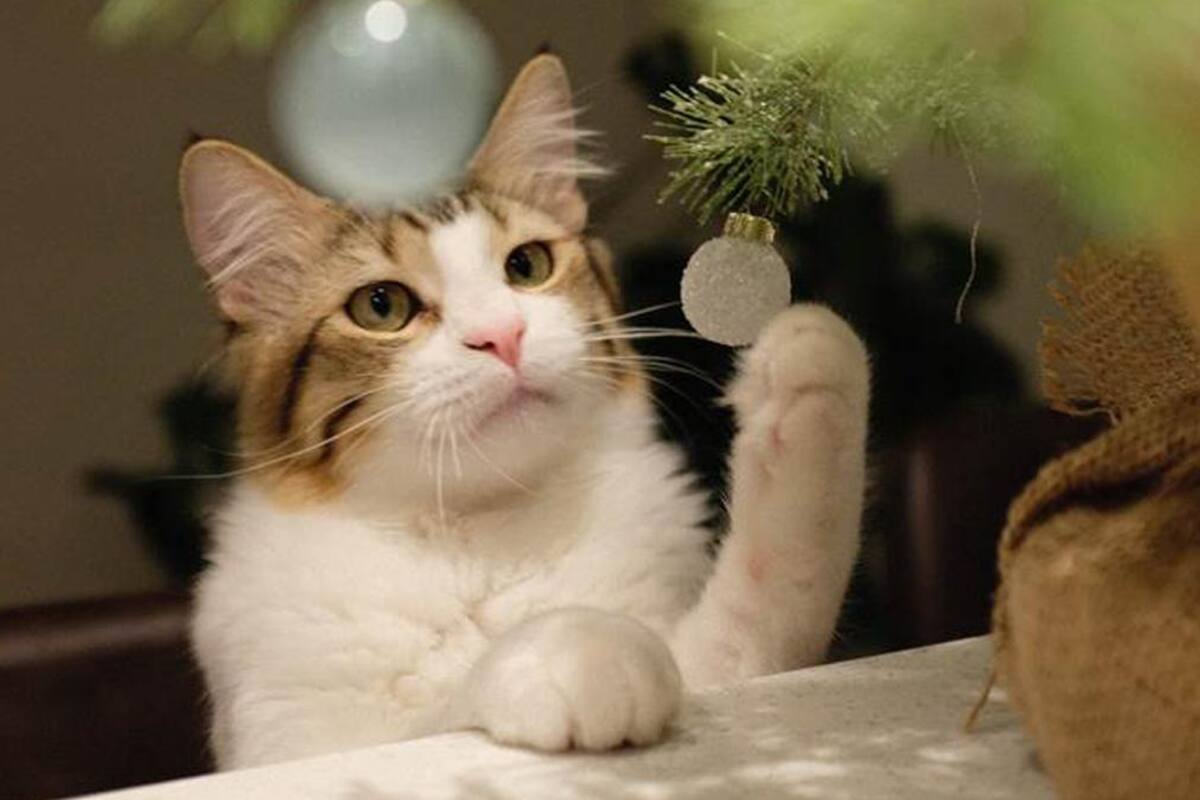 Cómo disfrutar de las fiestas navideñas si tienes un gato en casa
