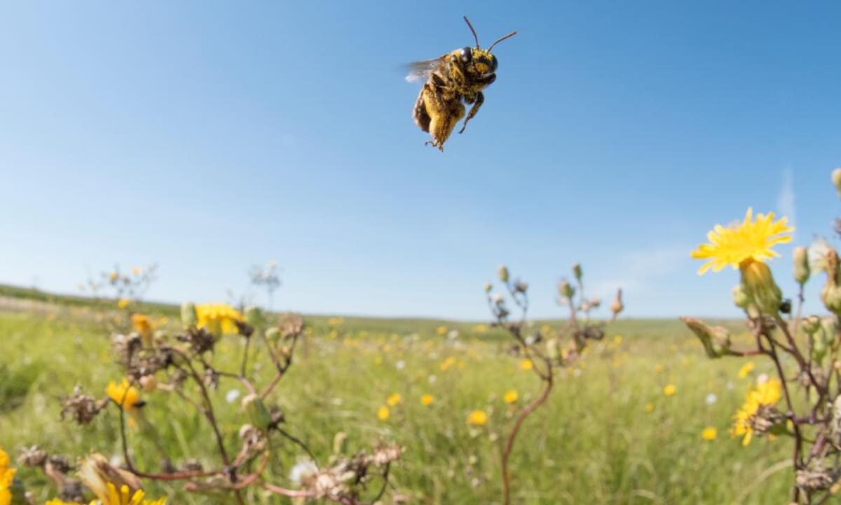 The sunflower bee (Svastra obliqua) is a commonly found bee across much of North America. Like other members of its genus, it is a very fast flying bee that zips to flower to flower, collected pollen on its highly plumed back legs. While introduced European bees often get much of the credit for pollination services in North America, species such of the sunflower bee are often as effective, if not more effective pollinators in many cases. Unfortunately, the loss of intact and healthy grassland habitat throughout places such as South Dakota, where this individual was found, is having an impact on native bee populations. /WWF