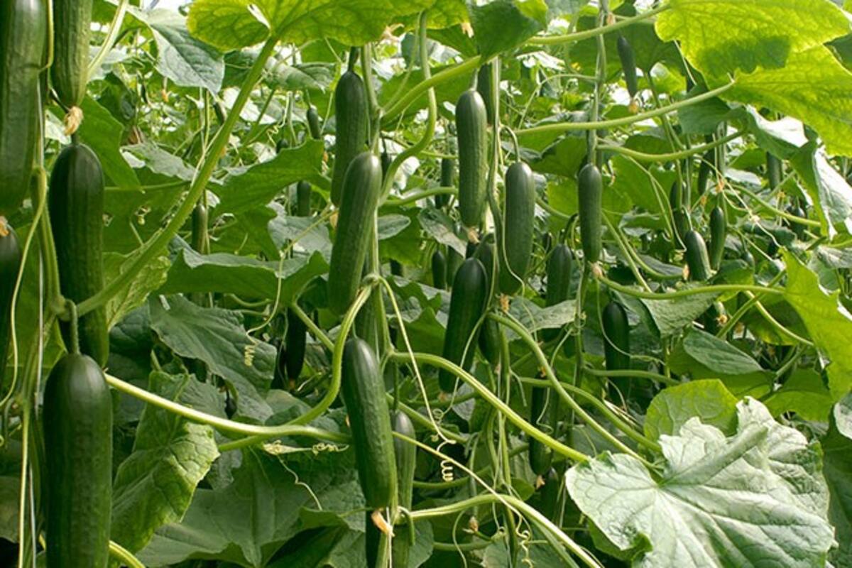 Fuerte producción de pepino persa en BC