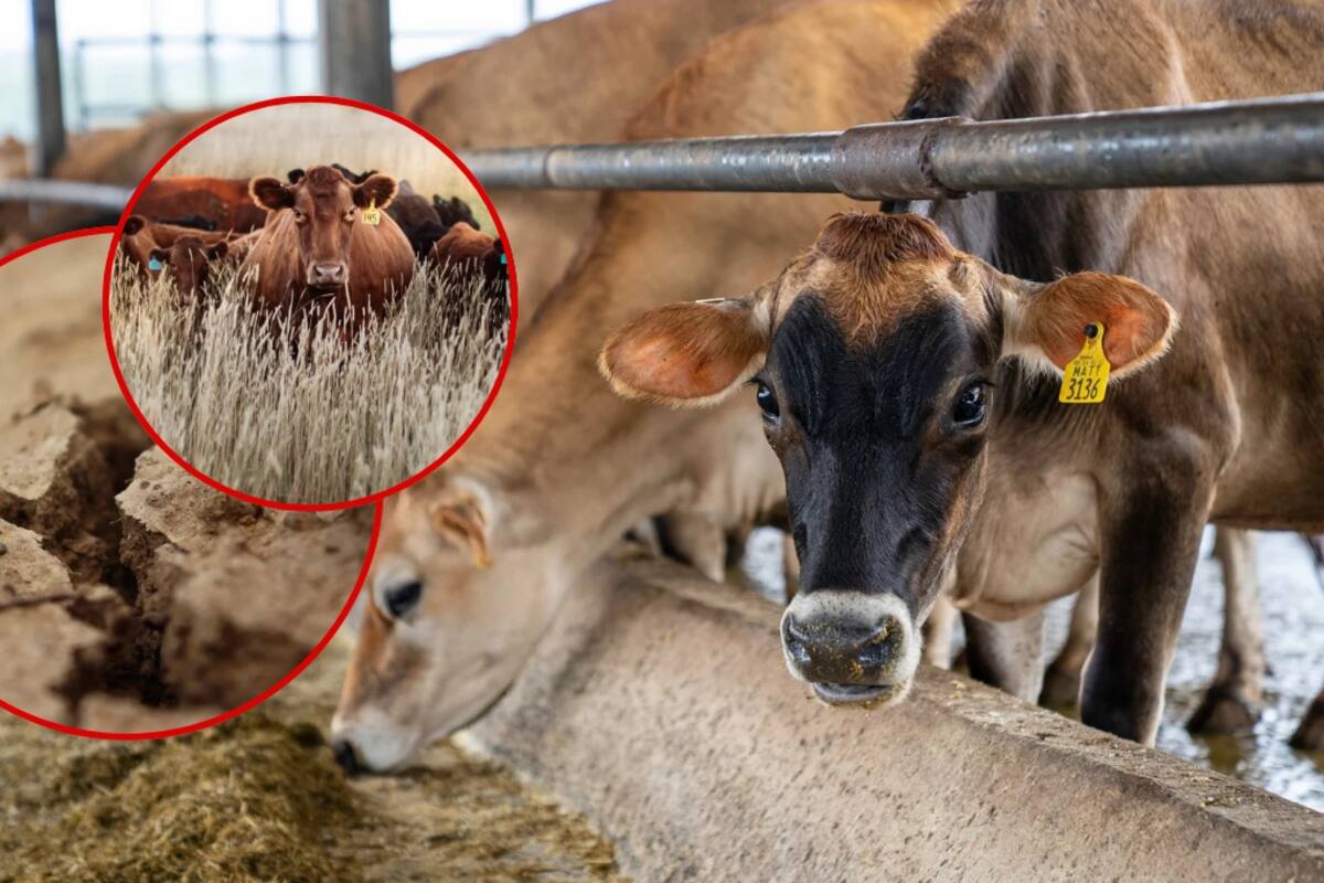 Mueren miles de cabezas de ganado en el norte del país; pérdidas de hasta 50% por falta de lluvias, golpes de calor y escasez de pasto