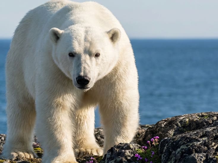 Investigadores del Instituto Polar Noruego confirman a CNN que los osos de Svalbard están más gordos y saludables pese al deshielo: la especie sobrevive a la crisis climática cambiando su dieta de focas por renos y huevos de aves
