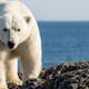 Investigadores del Instituto Polar Noruego confirman a CNN que los osos de Svalbard están más gordos y saludables pese al deshielo: la especie sobrevive a la crisis climática cambiando su dieta de focas por renos y huevos de aves