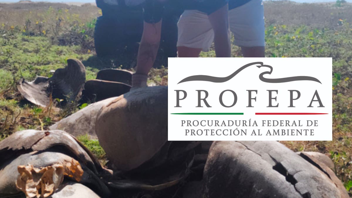 Matadero de tortugas en Oaxaca: aunque circularon denuncias de un presunto matadero de tortugas marinas, autoridades ambientales recorrieron la zona, detallaron el estado de los restos hallados y descartaron cualquier evidencia de sacrificios