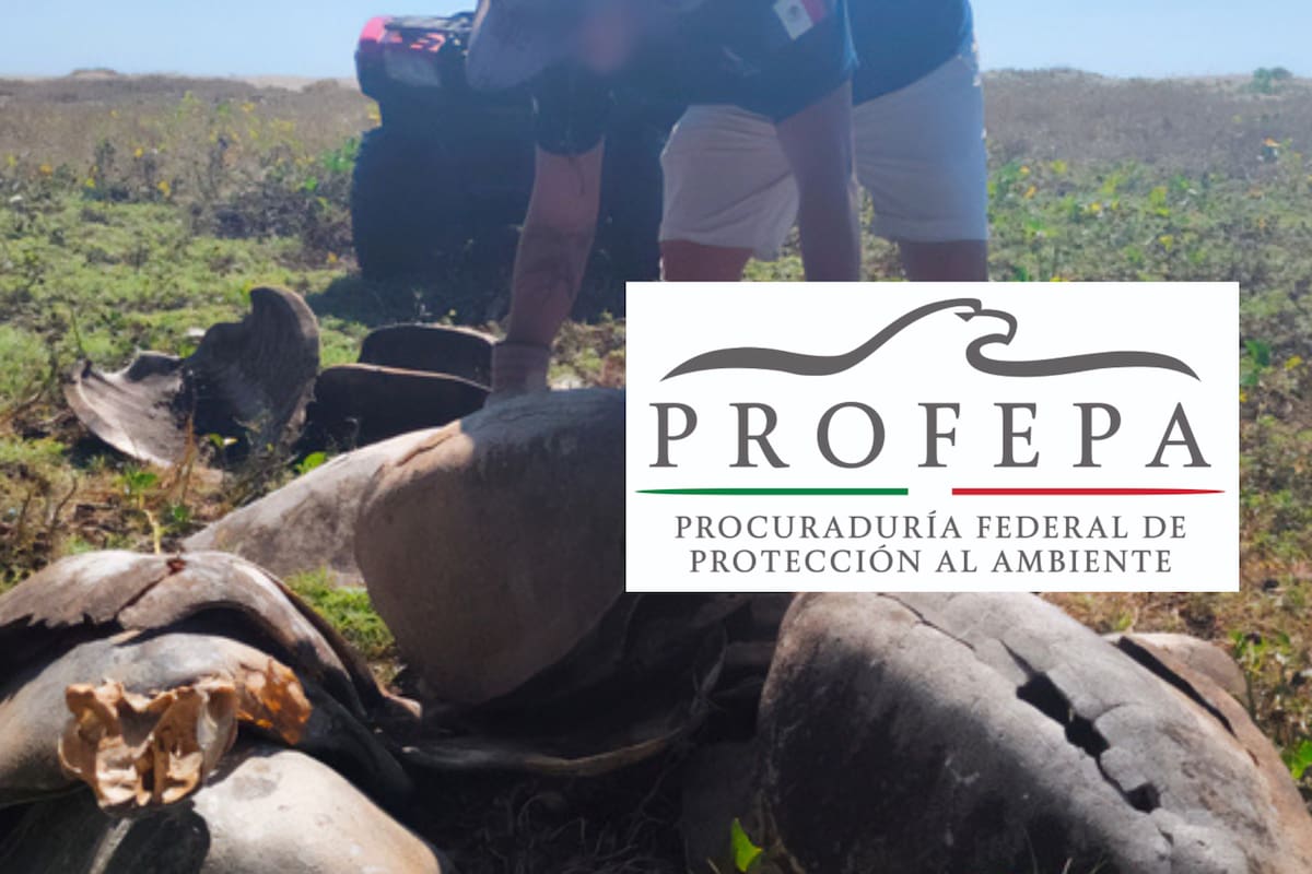 Matadero de tortugas en Oaxaca: aunque circularon denuncias de un presunto matadero de tortugas marinas, autoridades ambientales recorrieron la zona, detallaron el estado de los restos hallados y descartaron cualquier evidencia de sacrificios