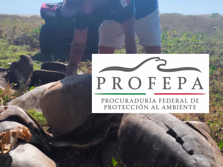 Matadero de tortugas en Oaxaca: aunque circularon denuncias de un presunto matadero de tortugas marinas, autoridades ambientales recorrieron la zona, detallaron el estado de los restos hallados y descartaron cualquier evidencia de sacrificios