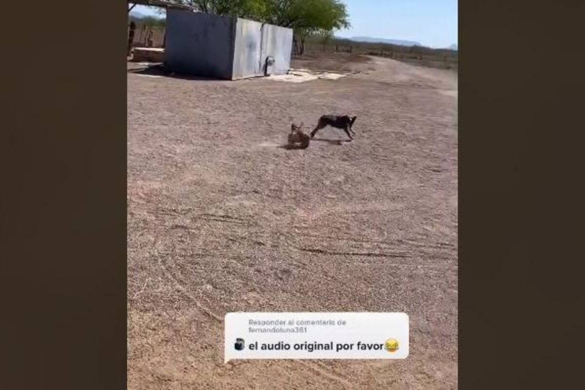 Gallina se "enoja" y persigue a perro que quería jugar con sus pollitos