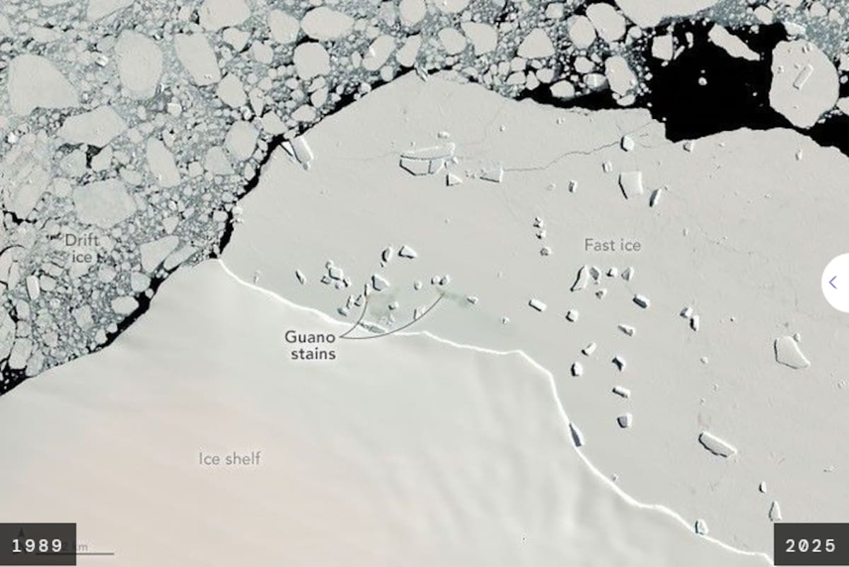 Las manchas de guano sobre el hielo permiten a los investigadores localizar colonias desde el espacio, aunque los satélites no puedan distinguir a cada pingüino por separado.