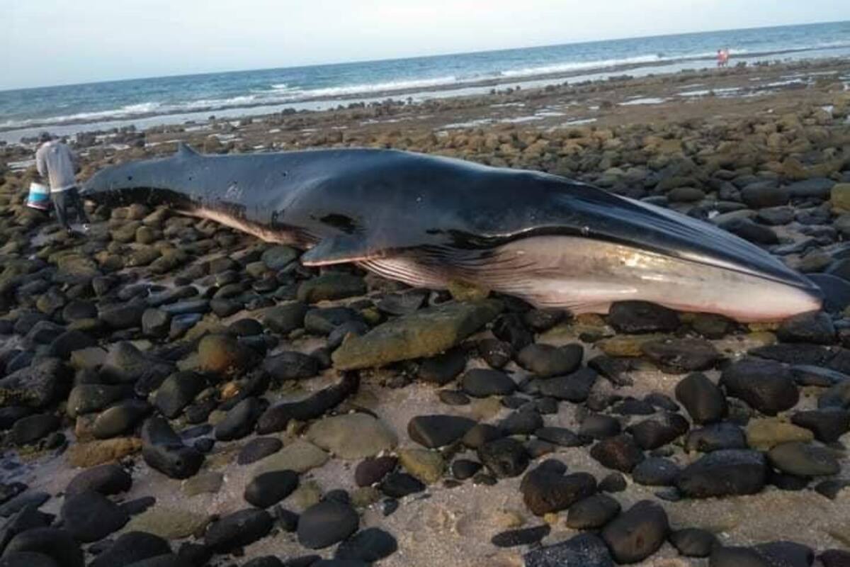 VIDEO: Regresan al mar a ballena varada en Puerto Peñasco