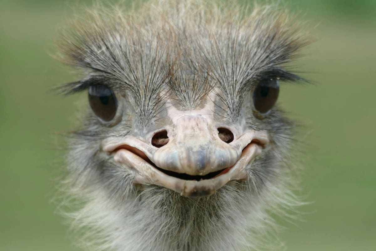 ¿Los avestruces realmente entierran la cabeza en el suelo?