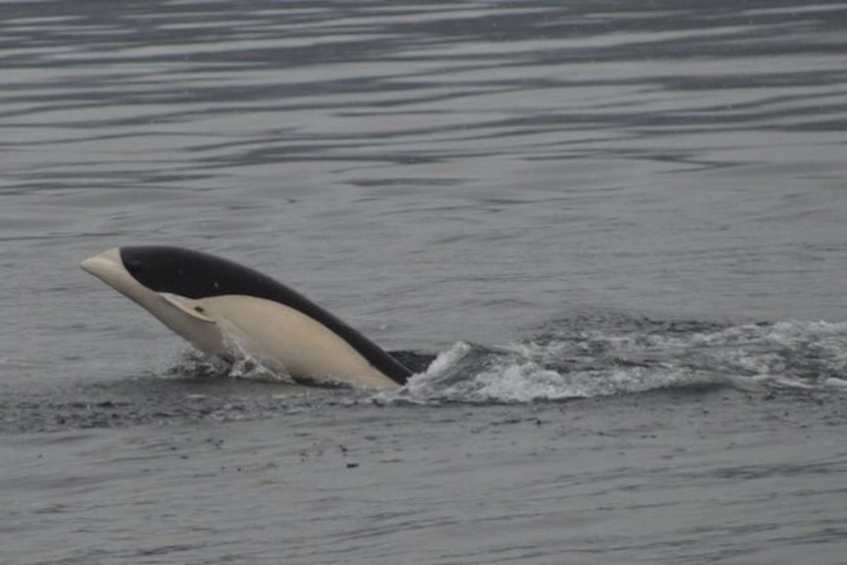 Captan por primera vez al delfín liso, rara especie sin aleta