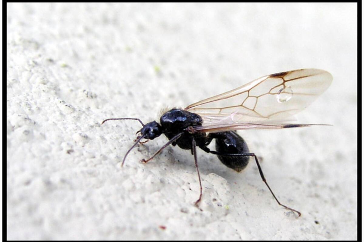 Enjambres de hormigas voladoras invaden Reino Unido