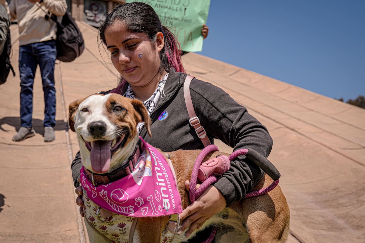 El responsable del acto de brutalidad animal fue dejado en libertad por la Fiscalía General del Estado. Foto: Leonardo González