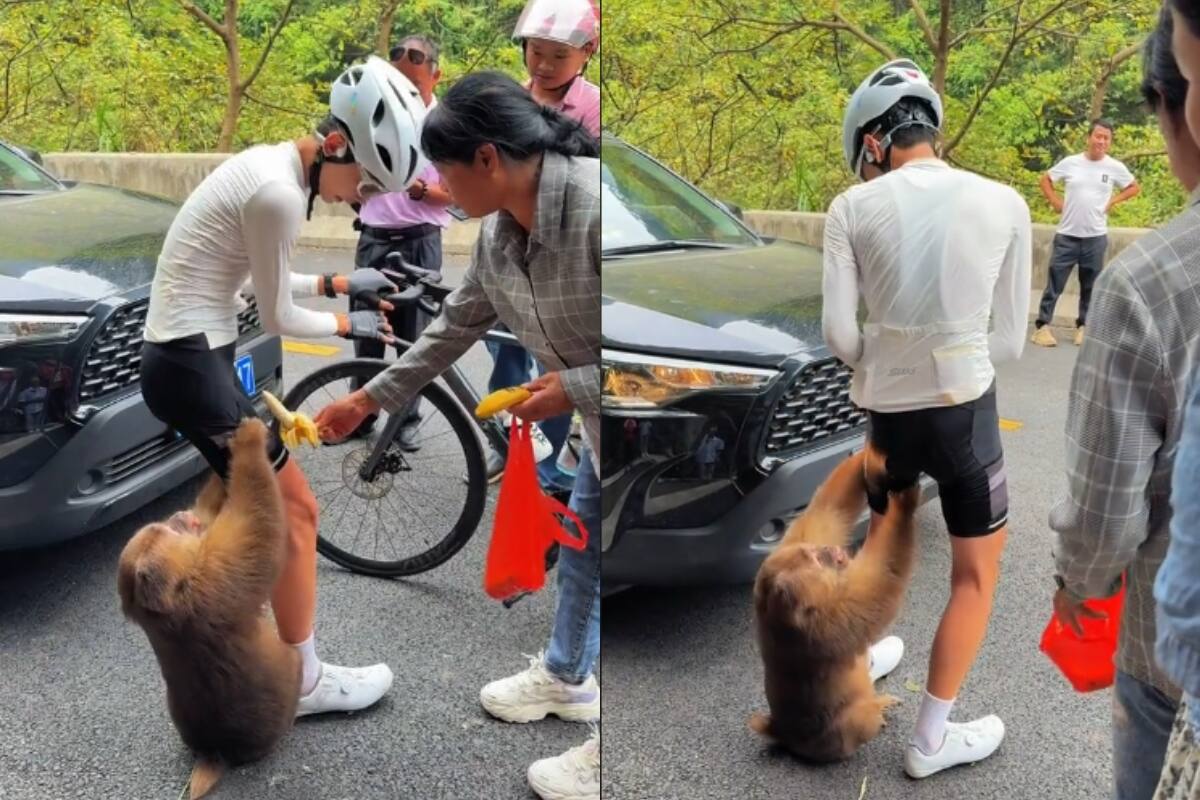 Joven ciclista vive TENSO momento al ser atacado por un macaco (VIDEO)