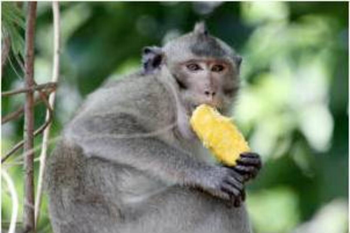 Travieso simio se roba pastel
