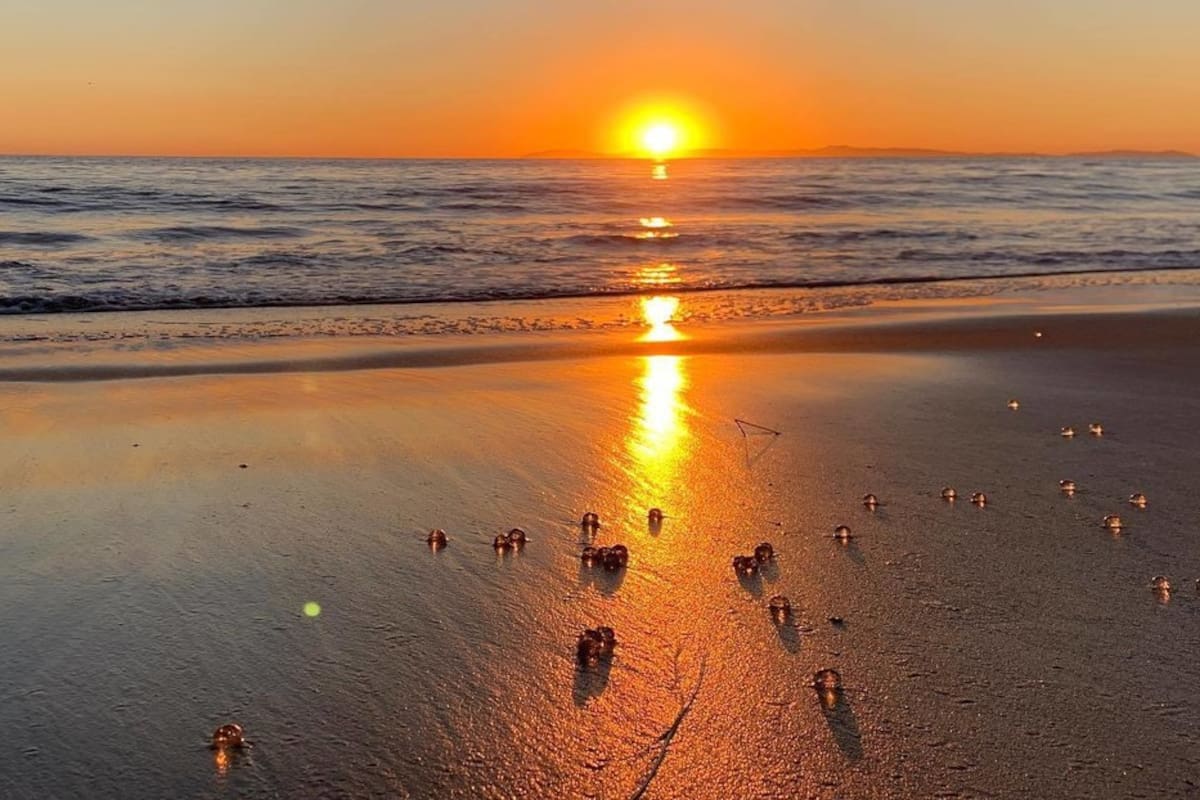 Pequeñas bolas transparentes cubren playas de California