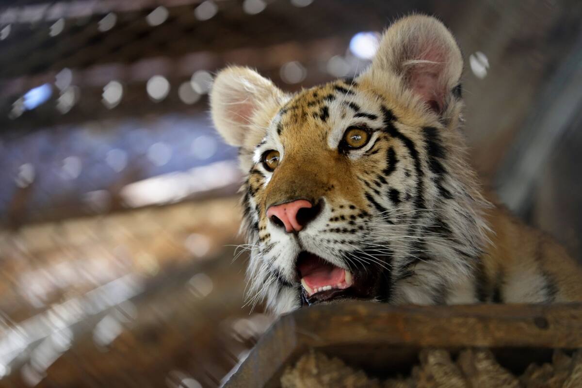 Cachorro de tigre es llevado al Bosque de la Ciudad