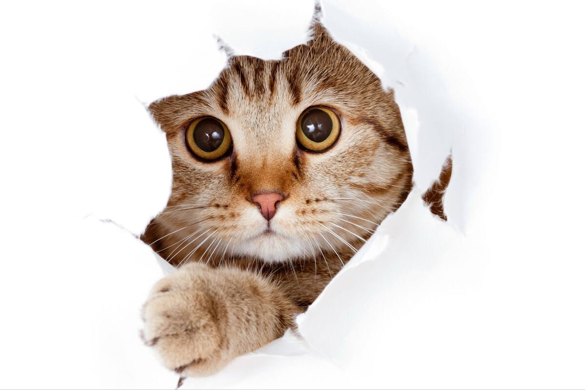 Los efectos del paracetamol en los gatos pueden ser sumamente graves.