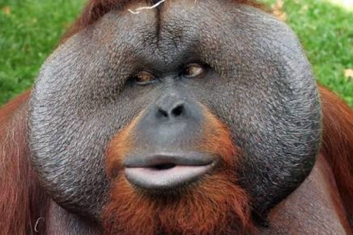 Salvar al gigante es salvar el bosque: por qué el orangután de Borneo está en peligro crítico