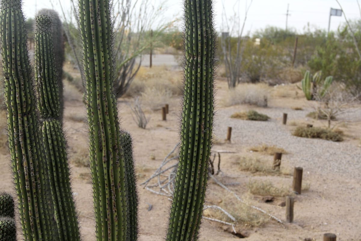 Fotografía de archivo de la Reserva de la Biosfera El Pinacate y el Gran Desierto de Altar, ubicado en el estado mexicano de Sonora, declarado recientemente Patrimonio de la Humanidad. EFE/Semarnat/SOLO USO EDITORIAL