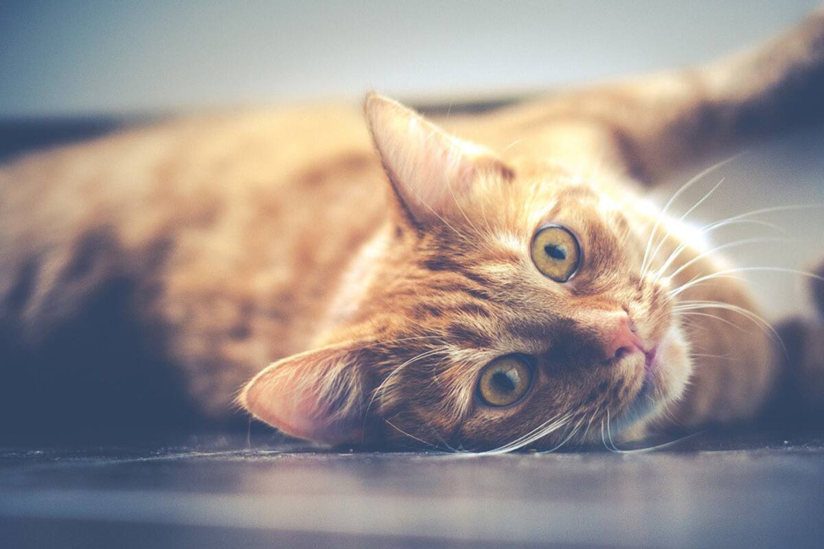 Rescata del interior de una pared compartida a un gato abandonado
