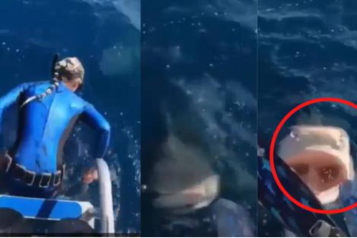 VIDEO: Mujer estaba a punto de bucear, pero se dio cuenta de la presencia de un tiburón