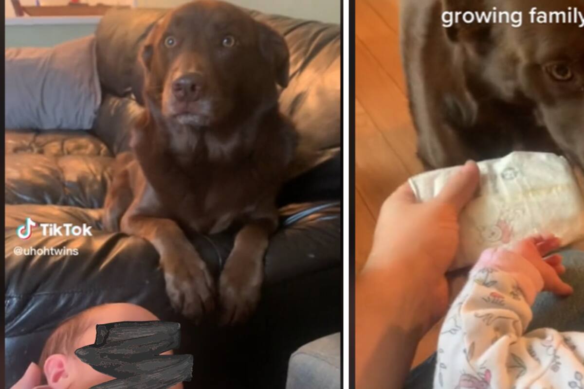 VIDEO: La tierna forma en que una perrita ayuda a cuidar al bebé de sus dueños