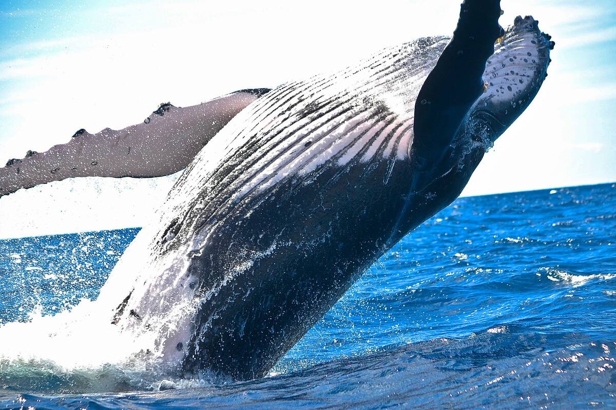 ¿Qué hace posible el canto de las ballenas?