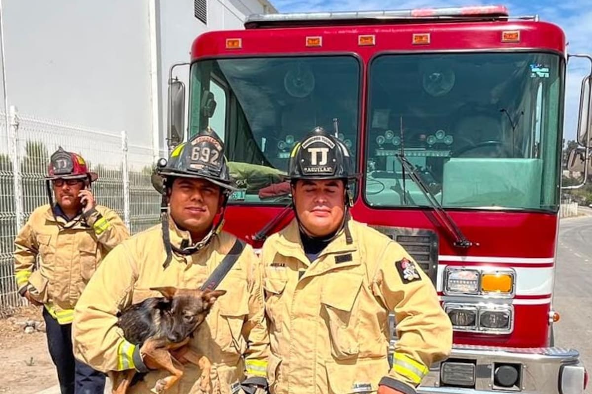 Bomberos rescatan a perrita atrapada en alcantarilla de Tijuana; buscan una familia que la adopte