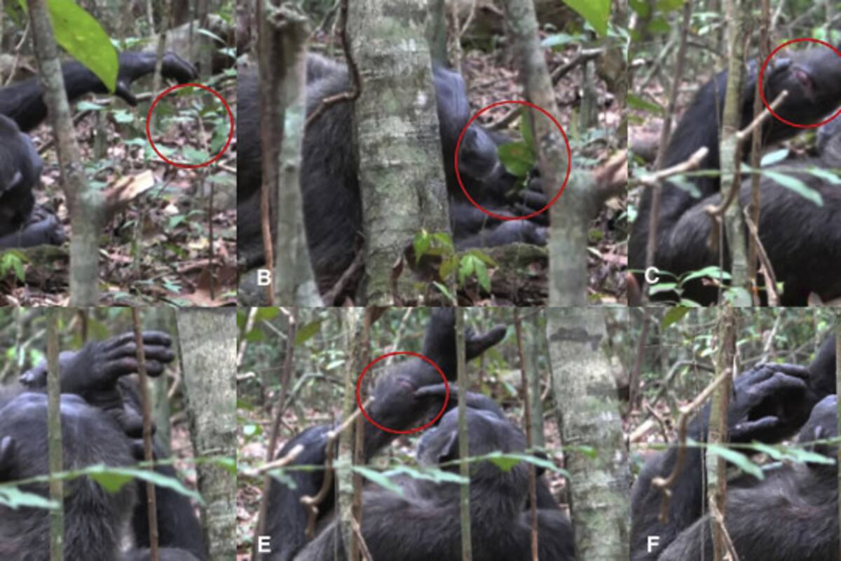 Observan a chimpancés usando insectos como tratamiento para curar heridas