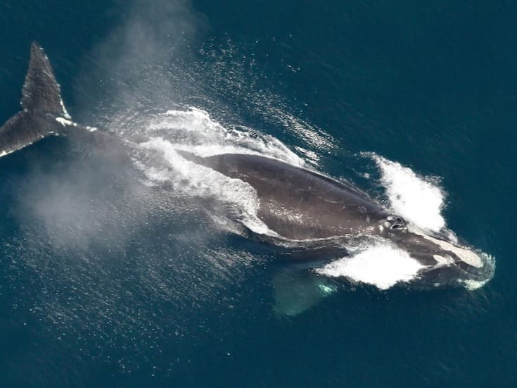 Aumentan los nacimientos de ballena franca del Atlántico Norte, pero la especie sigue en riesgo crítico de extinción, advierten científicos