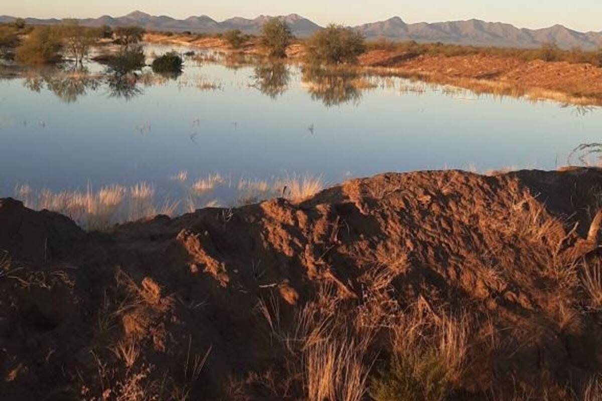 Da tregua sequía a ganaderos de la región de Caborca