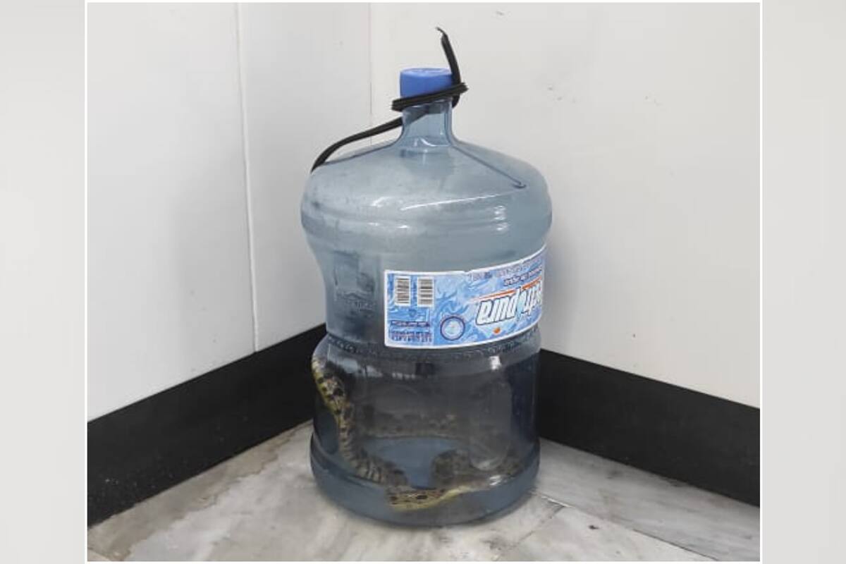 Encuentran serpiente de cascabel en garrafón de Agua en el Metro CDMX