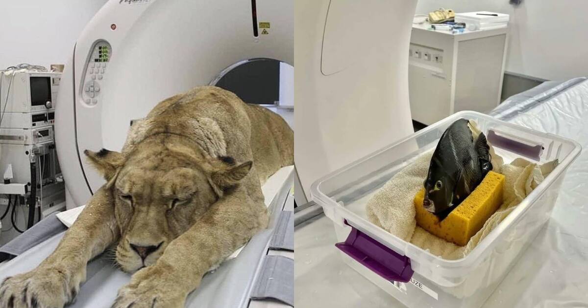 Fotos impactantes de animales escaneados: el avance de la medicina veterinaria en imágenes