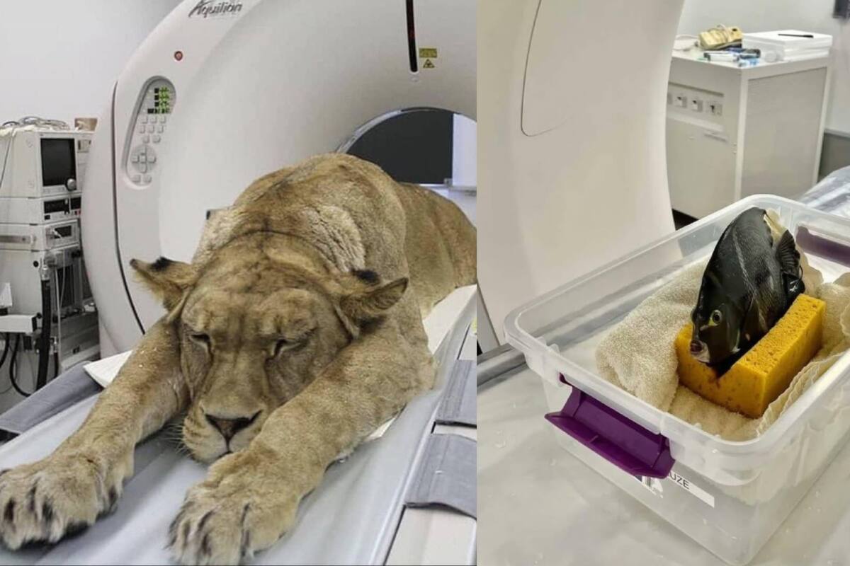 Así lucen los animales bajo un escáner: impactantes fotos de peces, osos y más conquistan internet